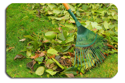 Yard and Leaf Cleanup