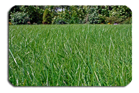 Mowed Lawn